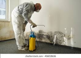 Why You Should Choose Our Mold Remediation Services in Devine, TX